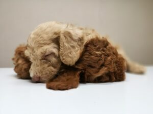 Photo cavapoo puppy
